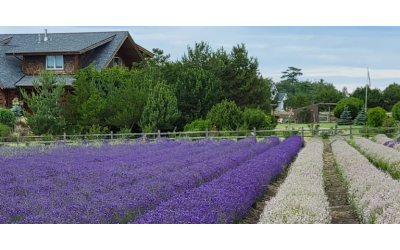 Western Sun Lavender