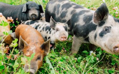 How a Pig Farm and Chocolate Company Work Together to Reduce Waste