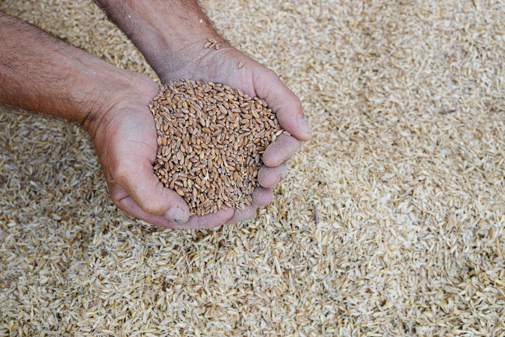 hands holding wheat