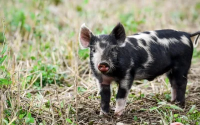 What’s New with Food & Farming?