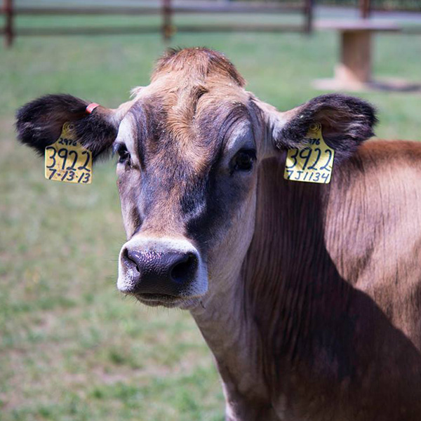 An-Appel-Farms-Jersey-cows