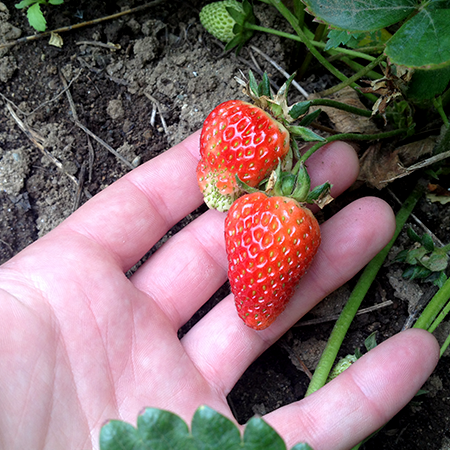 Barbies Berries First Strawberries