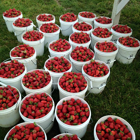Barbies Berries Strawberry Buckets
