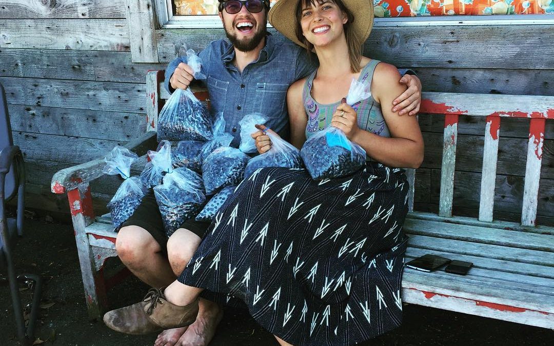 Bow Hill Blueberries 4