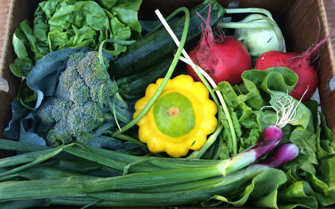 CSA-Homepage-Slider-Image