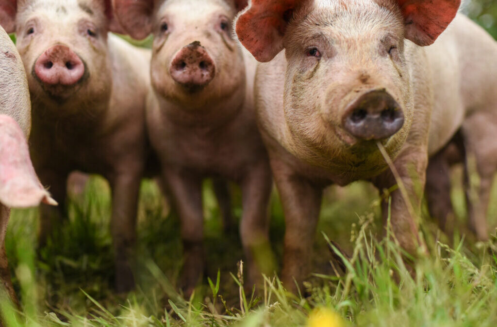The Whatcom County Farm Tour – Cascadia Daily News