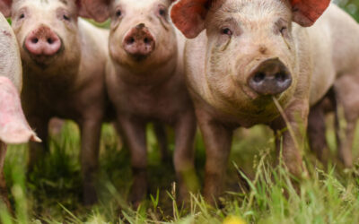 The Whatcom County Farm Tour – Cascadia Daily News