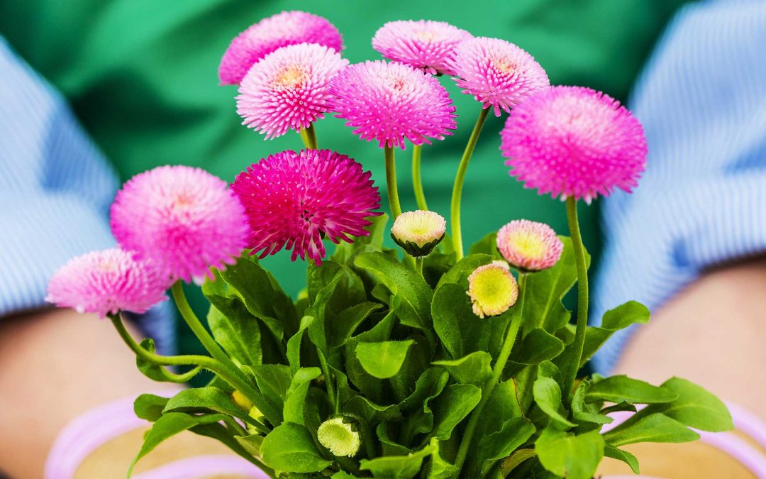 Cascade-Cuts-header-web