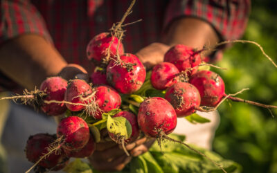 Puget Sound Food Hub: The Bridge on the Journey from Farm to Table