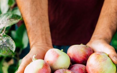 Press Release: Washington State Declares September ‘Eat Local Month’ 