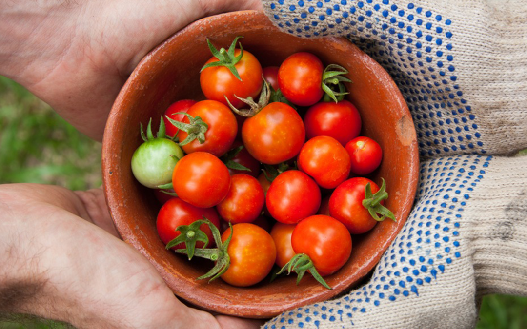 Post-Harvest Coordinator/Nursery Assistant