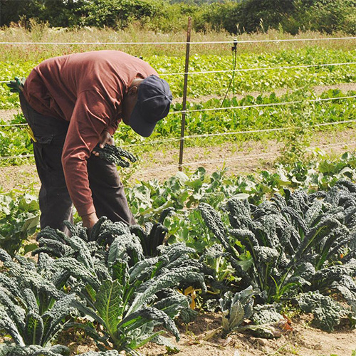Picking Kale at Viva Farms
