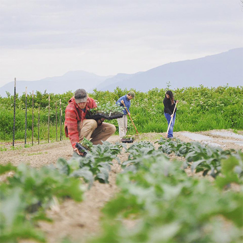 Farming-at-Viva-Farms