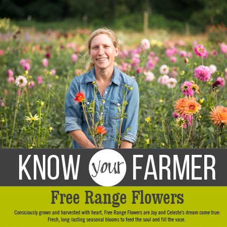 Celeste from Freerange Flowers