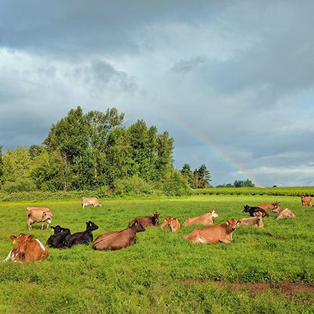 Grace Harbor Farms Herd