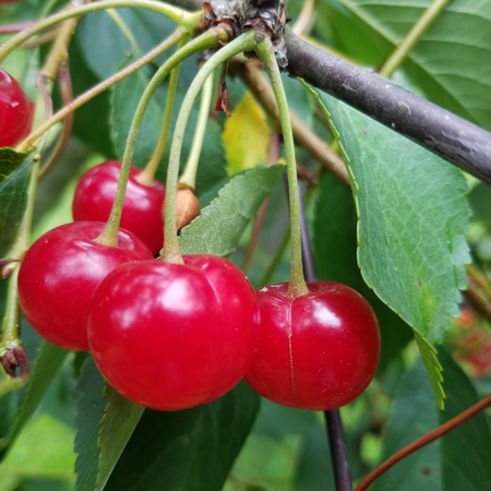 Haucks Orchard Pie Cherries