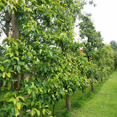 A row of trained trees at Haucks Orchard