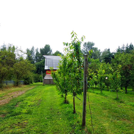 Haucks Orchard