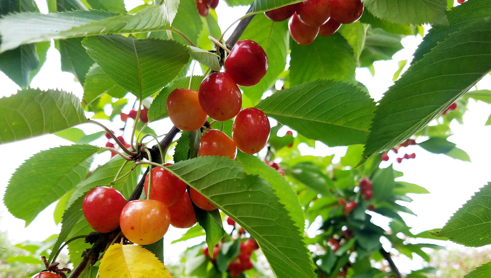 Haucks Orchard Rainier Cherries
