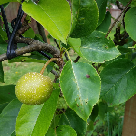 An Asian Pear at Haucks Orchard
