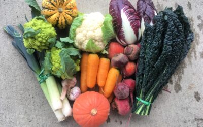 Fall and Winter CSAs: Harvest Bounty Year-Round