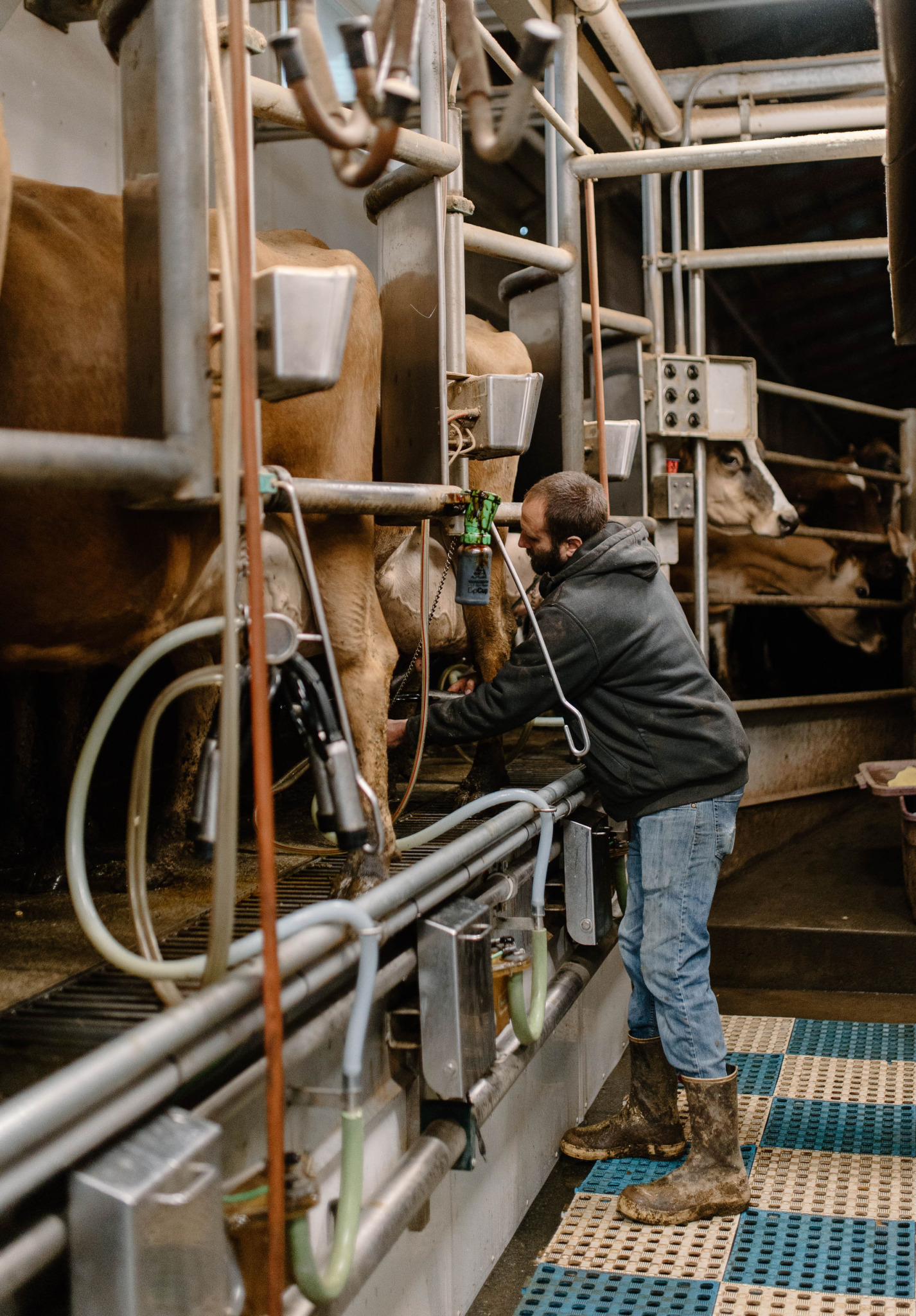 Grace Harbor Farms: How the “Microbrewery of Dairy” Feeds the Next ...
