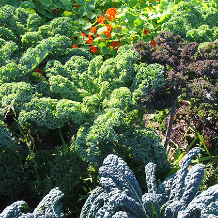 Kale Rabbit Fields