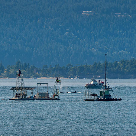 Lummi Island Wild Boats