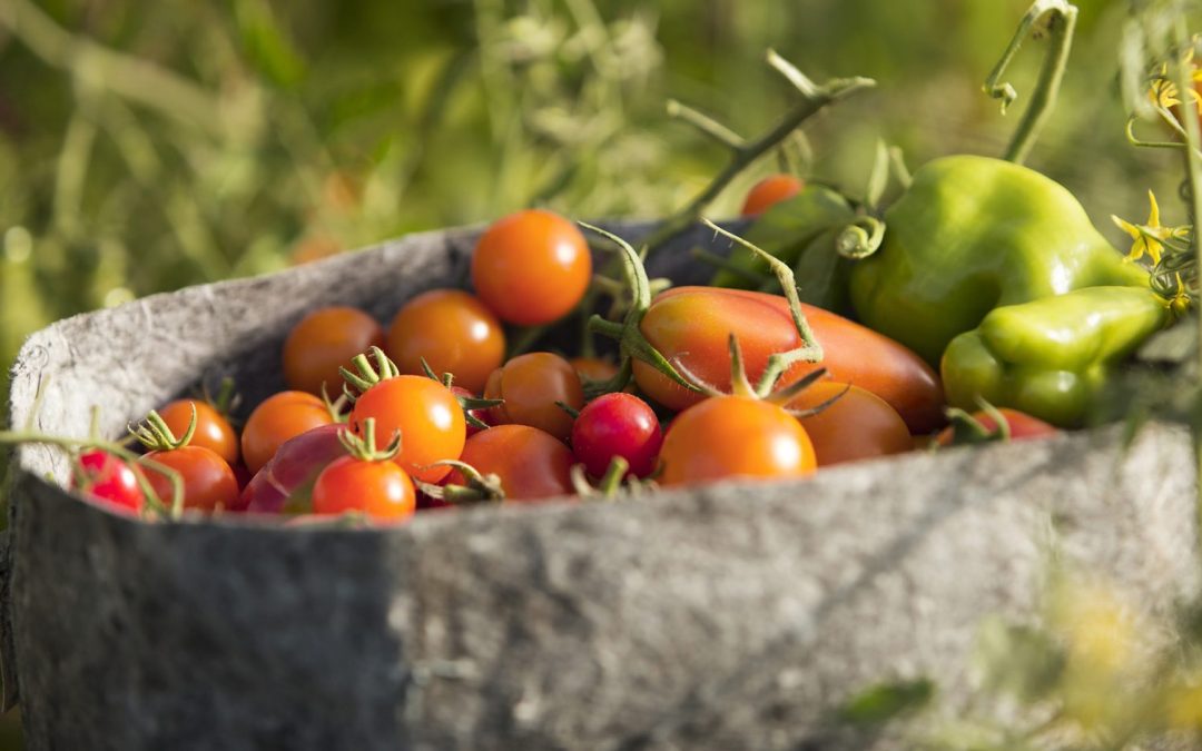 NourishCraftFarm_Tomatoes_