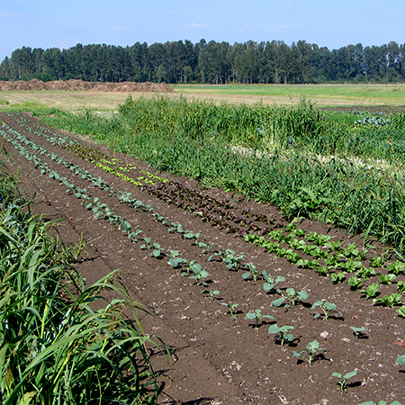 RAbbit Fields Farm