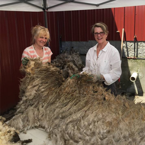 Shearing season at Riverhaven