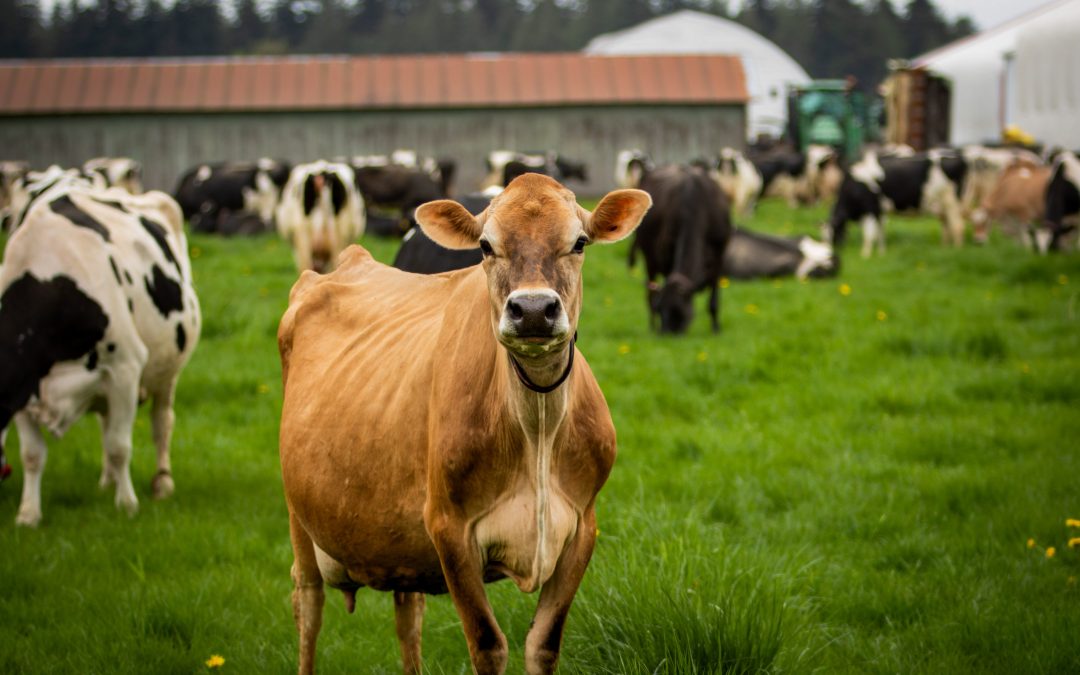 Thirteen Farms to Welcome Visitors During 19th Annual Whatcom County Farm Tour