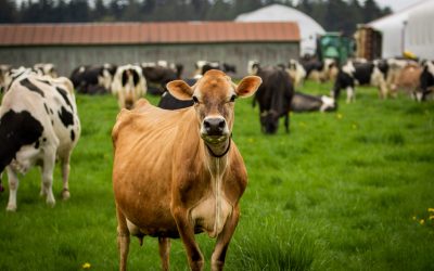 Thirteen Farms to Welcome Visitors During 19th Annual Whatcom County Farm Tour