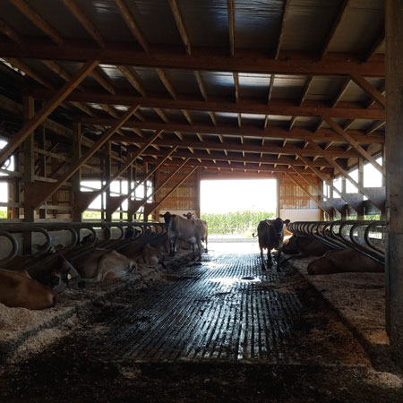 Twin Brook Creamery Cows in Barn