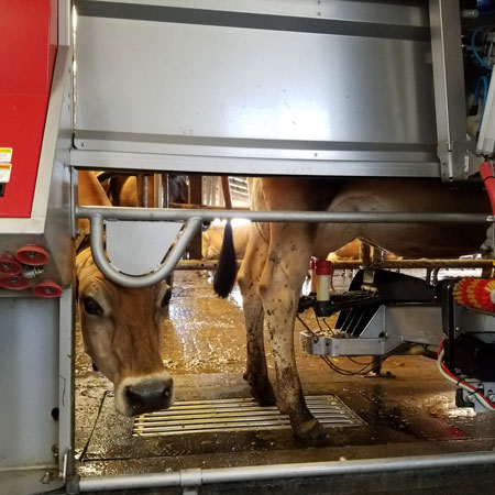 Twin Brook Creamery Milker