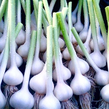 Twin-Cedars-Garlic