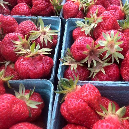 Twin-Cedars-Organic-Strawberries