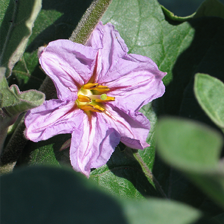 Rabbits Field Flower