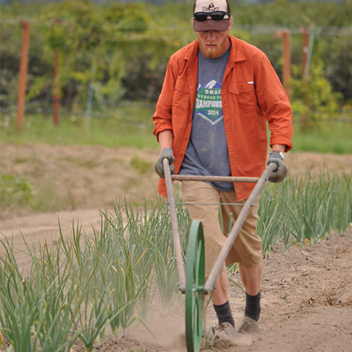 Plowing a row at Viva Farms