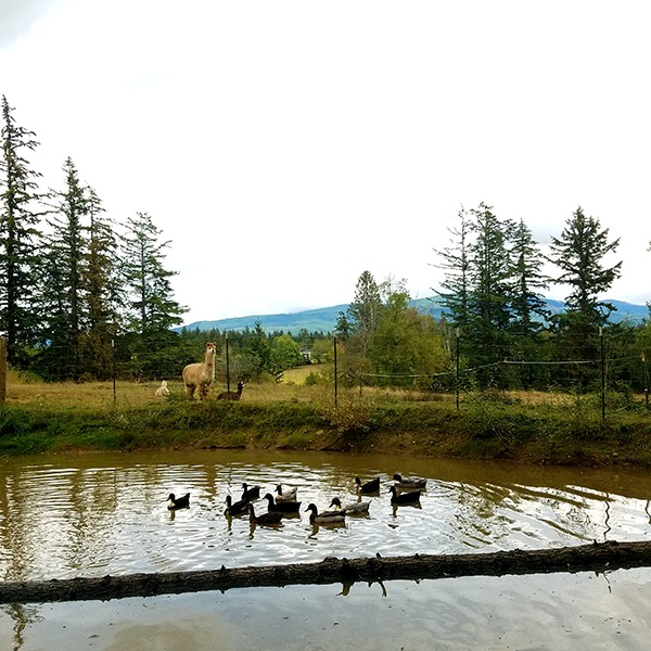 Wildacres Farm Duck Pond