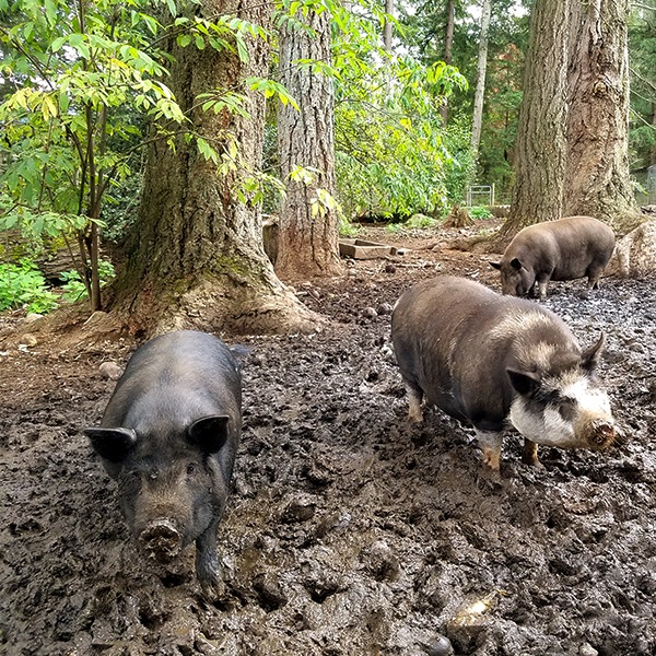 Wild Acres Farm Pigs
