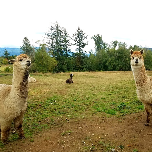 Wild Acres Alpacas