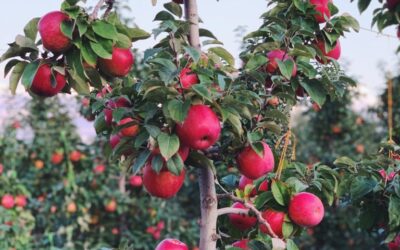 Celebrating Bellewood Farms & U-Pick Orchards & Pumpkin Patches in Washington