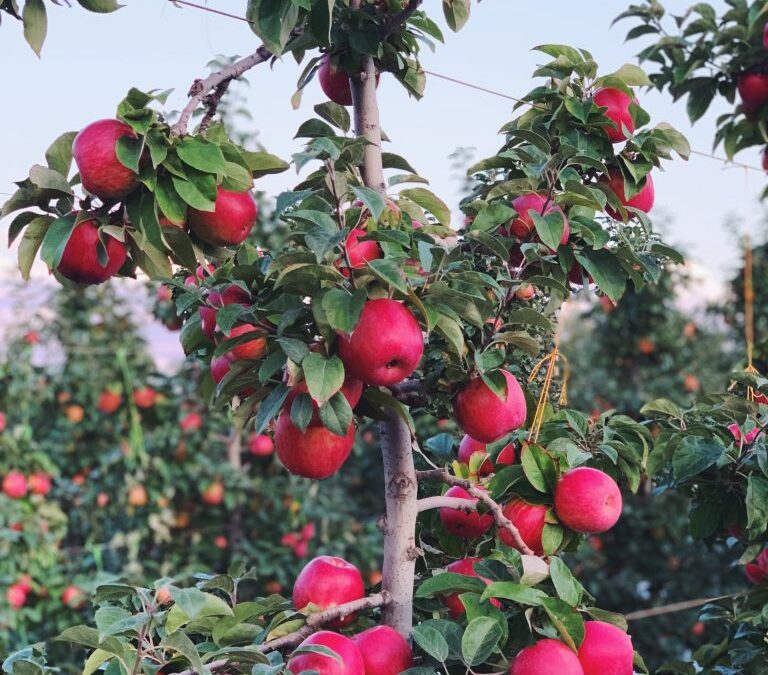 Celebrating Bellewood Farms & U-Pick Orchards & Pumpkin Patches in Washington