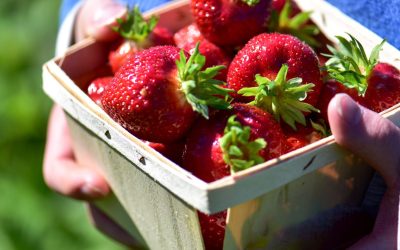Experience the Food and Farming Culture of Northwest Washington on the Farm to Table Trails