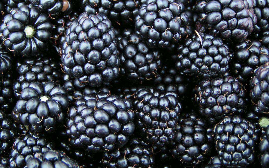Nearly 5,000 Lbs of Berries Recovered