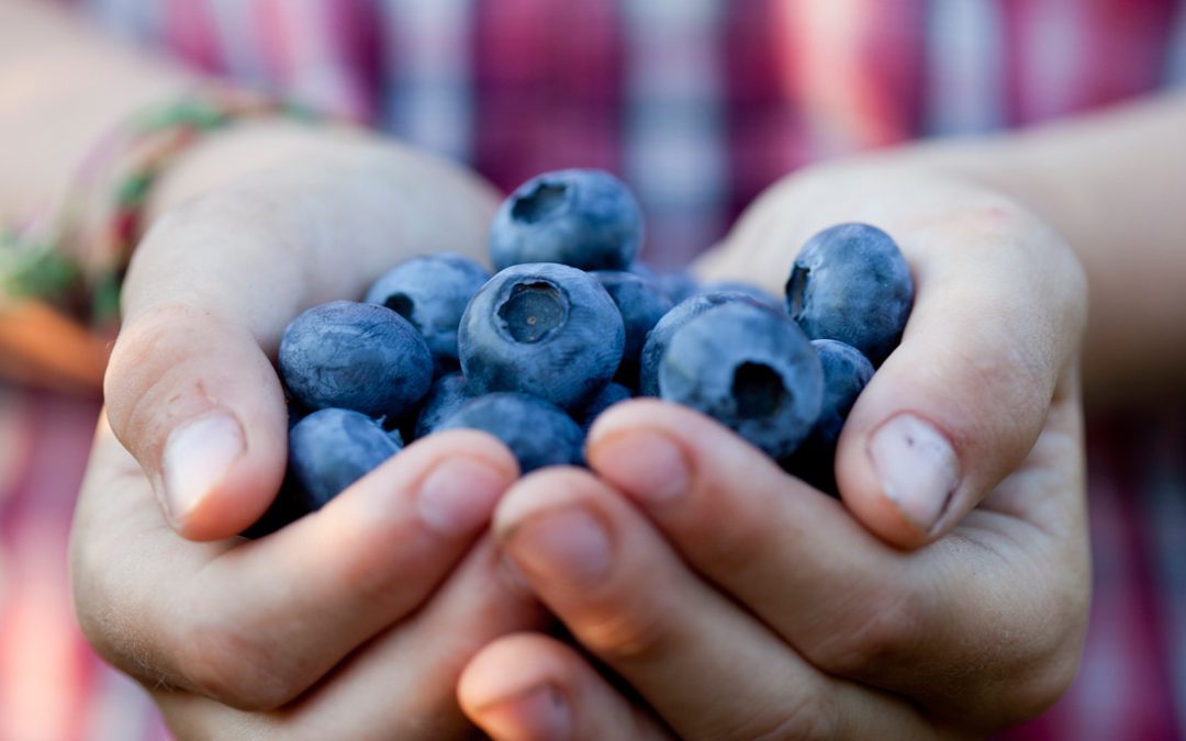 bow hill blueberries 3