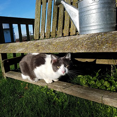 Cheddar cat outlet fence