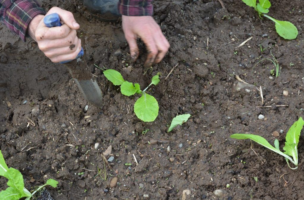 diggin in dirt Cloud Mountain Farm Center