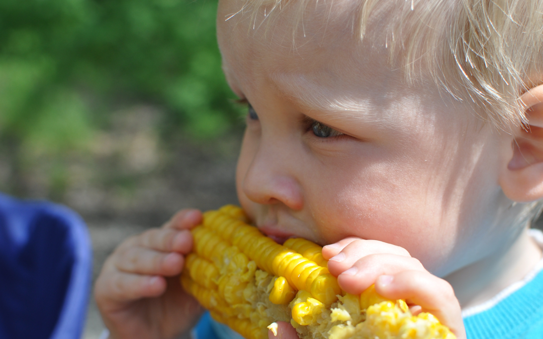 eating-corn-header